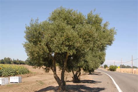 olea tree.